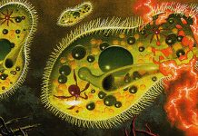 Chronozoa: La Ilusión Con Vanishing Que Se Clona Infinita Y Silenciosamente En Commander.